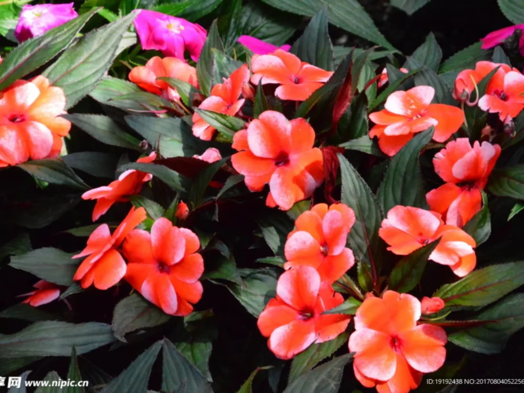 常见草花品种大全-瀚阳绿化