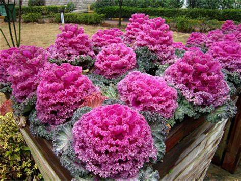 常见草花品种大全-瀚阳绿化