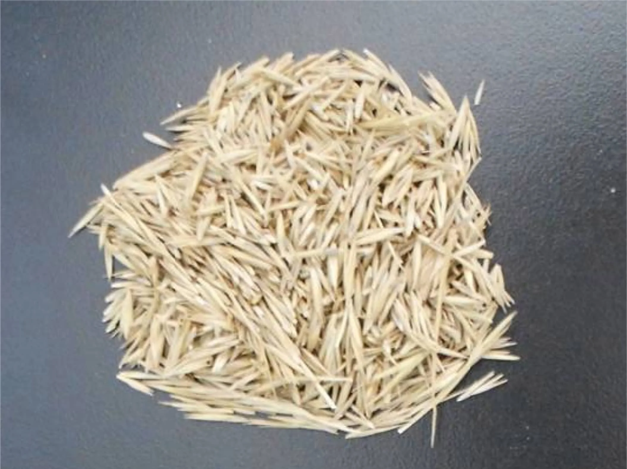 羊草种籽-瀚阳绿化