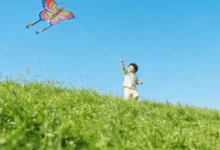 南方绿化种子选择指南:品种推荐与种植要点-瀚阳绿化