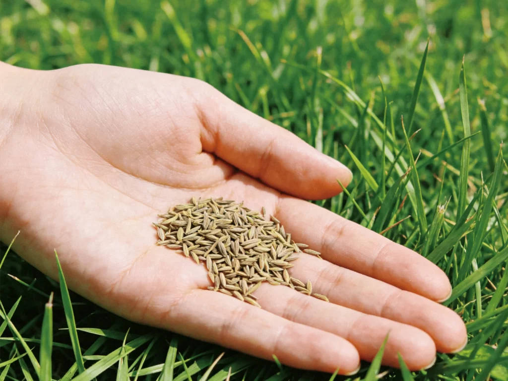 草坪种子-瀚阳绿化