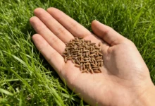 草坪种子选购指南:如何选择与种植优质草种-瀚阳绿化