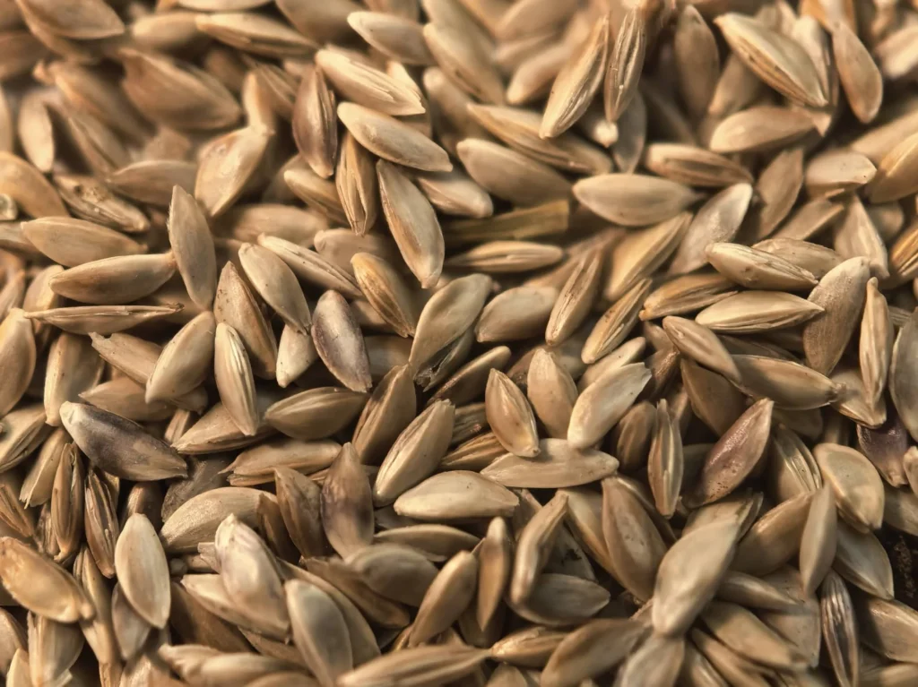 狗牙根种子-瀚阳绿化