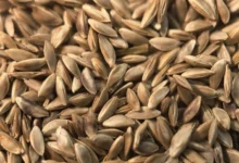 如何鉴别狗牙根种子真伪? 5个实用辨别方法-瀚阳绿化