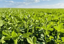 苜蓿草-瀚阳绿化