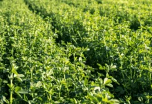 紫花苜蓿的种植、功效与养护指南-瀚阳绿化