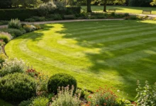 耐旱草坪种子品种推荐-瀚阳绿化