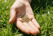 湖南草坪种植指南：如何选择适合的草坪种子-瀚阳绿化