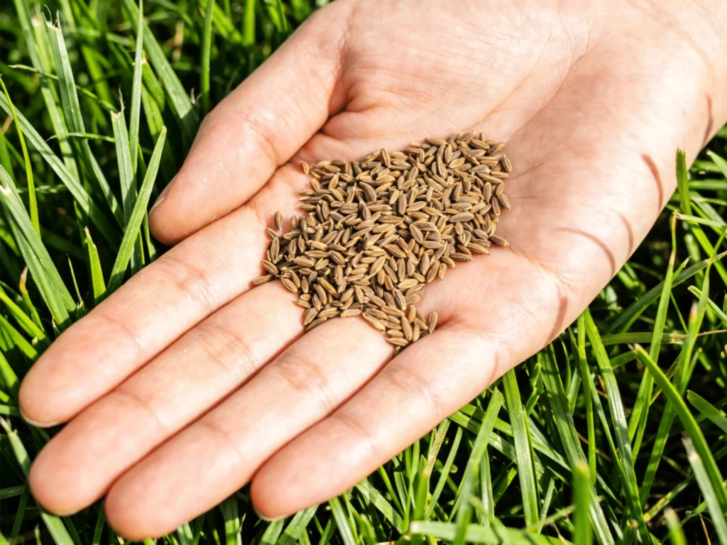 山东草坪种子-瀚阳绿化