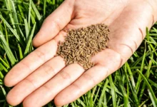 山东草坪种子选择指南：适合山东种植的草坪品种推荐-瀚阳绿化