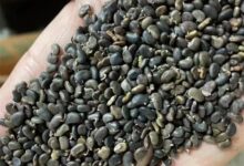 瀚阳绿化刺槐种子:优质树种与专业种植指南-瀚阳绿化