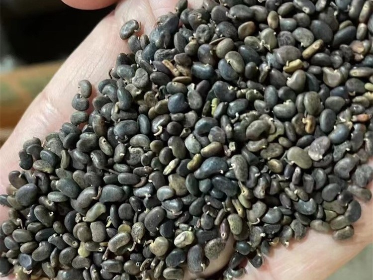 刺槐种子-瀚阳绿化