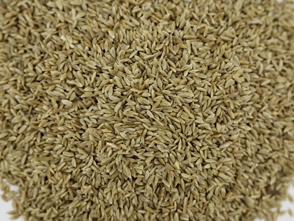 狗牙根种子-瀚阳绿化