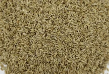 瀚阳绿化狗牙根种子：耐热护坡工程专用优选-瀚阳绿化