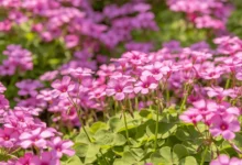 红花酢浆草：种植、养护与观赏价值全解析-瀚阳绿化