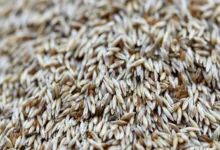 瀚阳绿化供应商：剪股颖种子选购与播种指南-瀚阳绿化