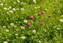 三叶草：象征意义、种植技巧与常见品种介绍-瀚阳绿化