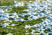 瀚阳绿化四季青草籽，打造庭院四季常青草坪-瀚阳绿化