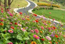 瀚阳绿化野花组合种子：四季开花轻松打造美丽花海-瀚阳绿化