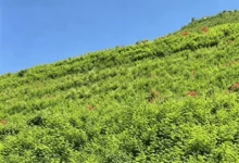 瀚阳绿化紫穗槐种子：边坡护坡固土专用-瀚阳绿化